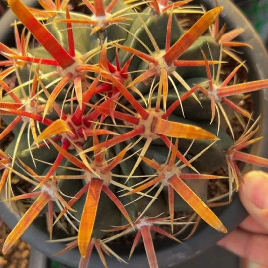 墨西哥丸叶日出（精品福利）