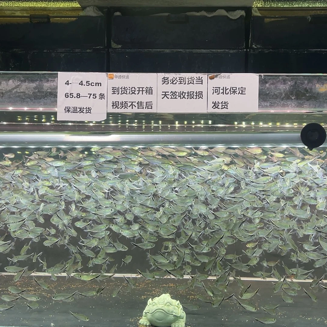 海水鱼俄大勾群游观赏鱼