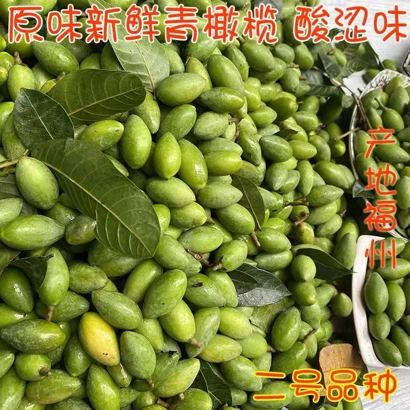2025年福建新鲜二号青橄榄现摘原味可生吃煲汤榨汁水果橄榄