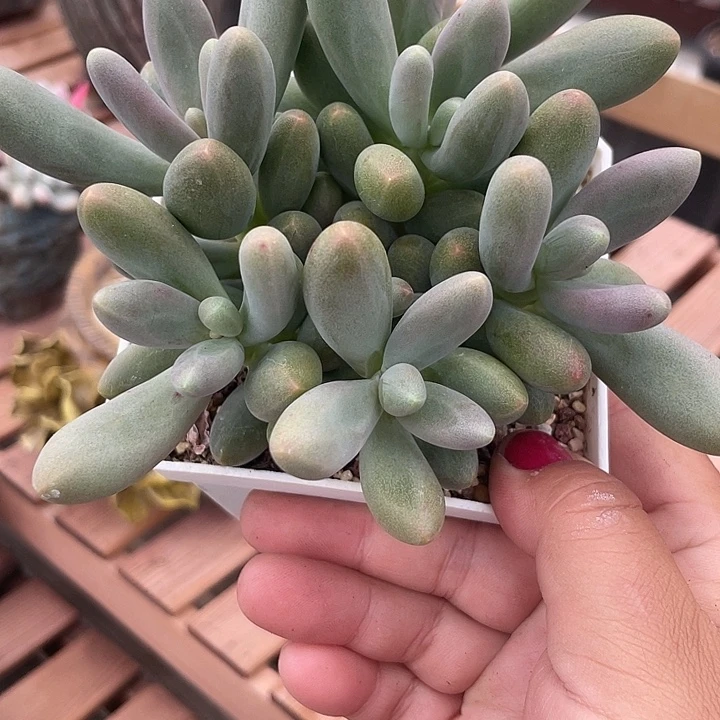 糖果美人多肉植物