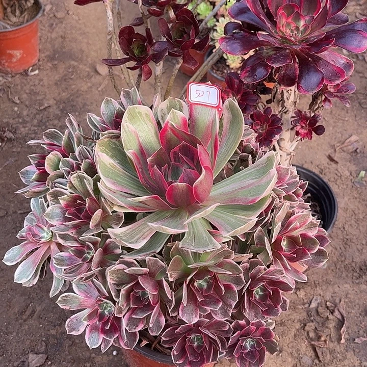 527多肉植物组合，