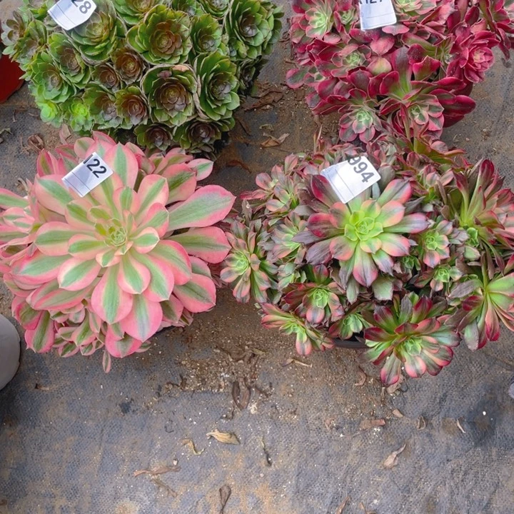 雨**虹多肉如图4颗法师128.127.122.994