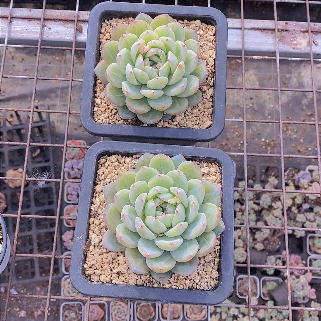 0206-雪花珍妮大单头一颗 带土球带盆