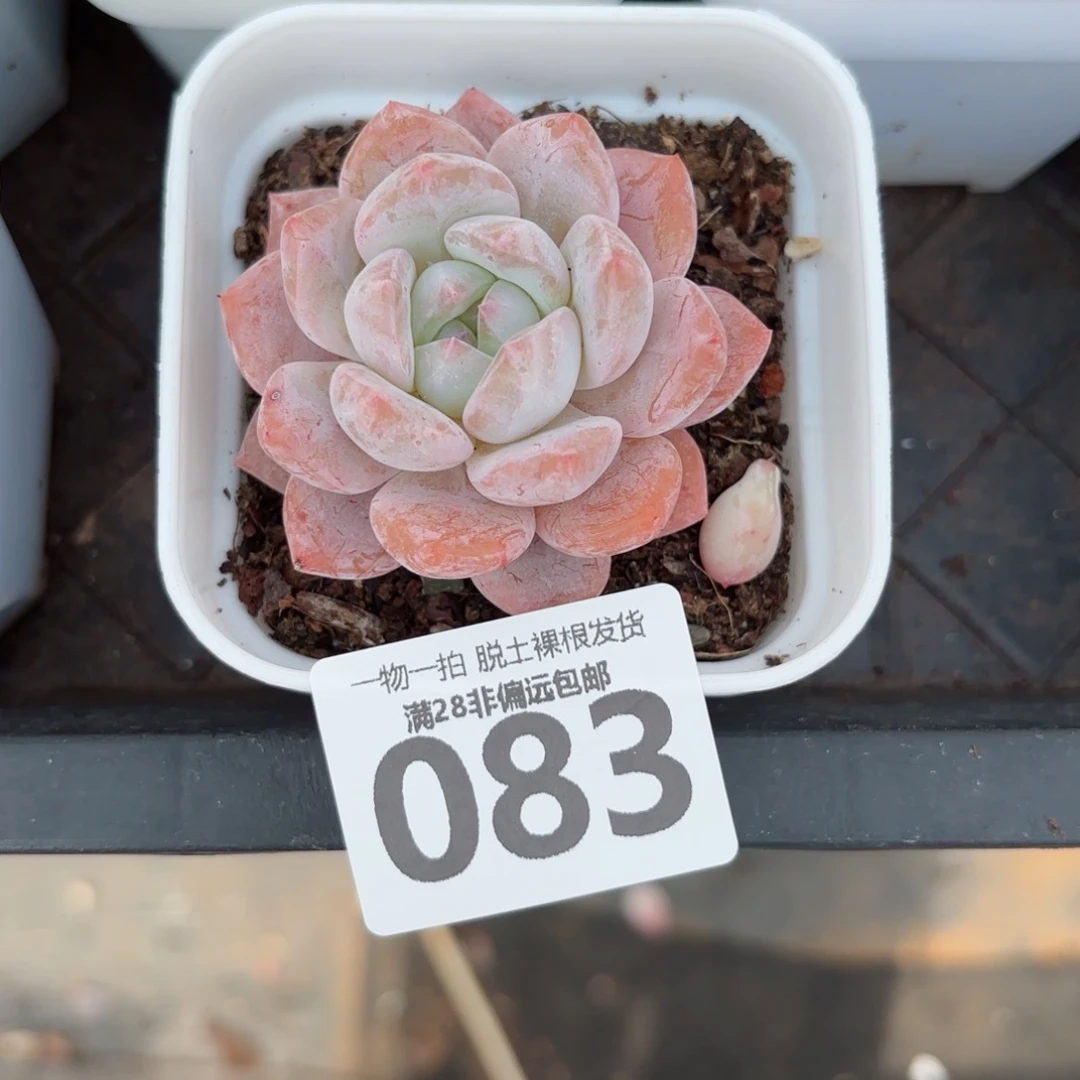 奶盖单头无盆土发货