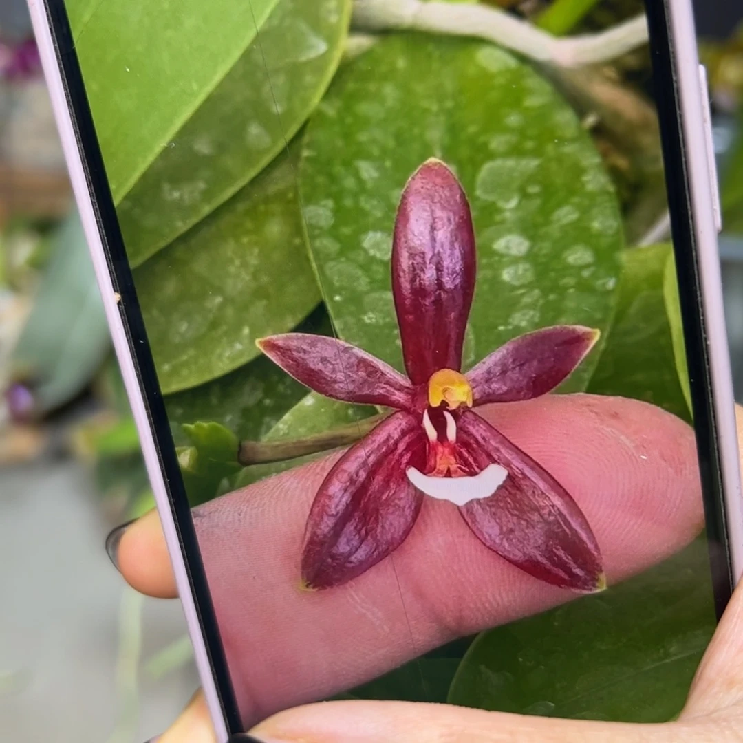 无花朵红鹿角1.7壮苗