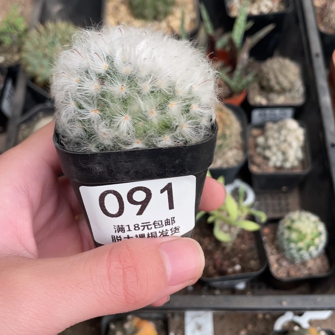 91白云高砂（满18包邮）