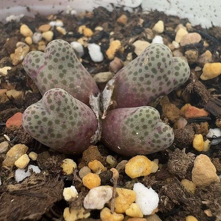 老马生石花95d斑马426