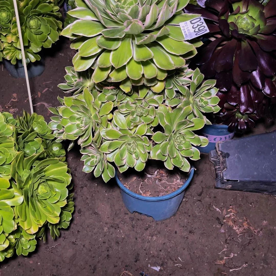 法师法师13/-31包邮法师