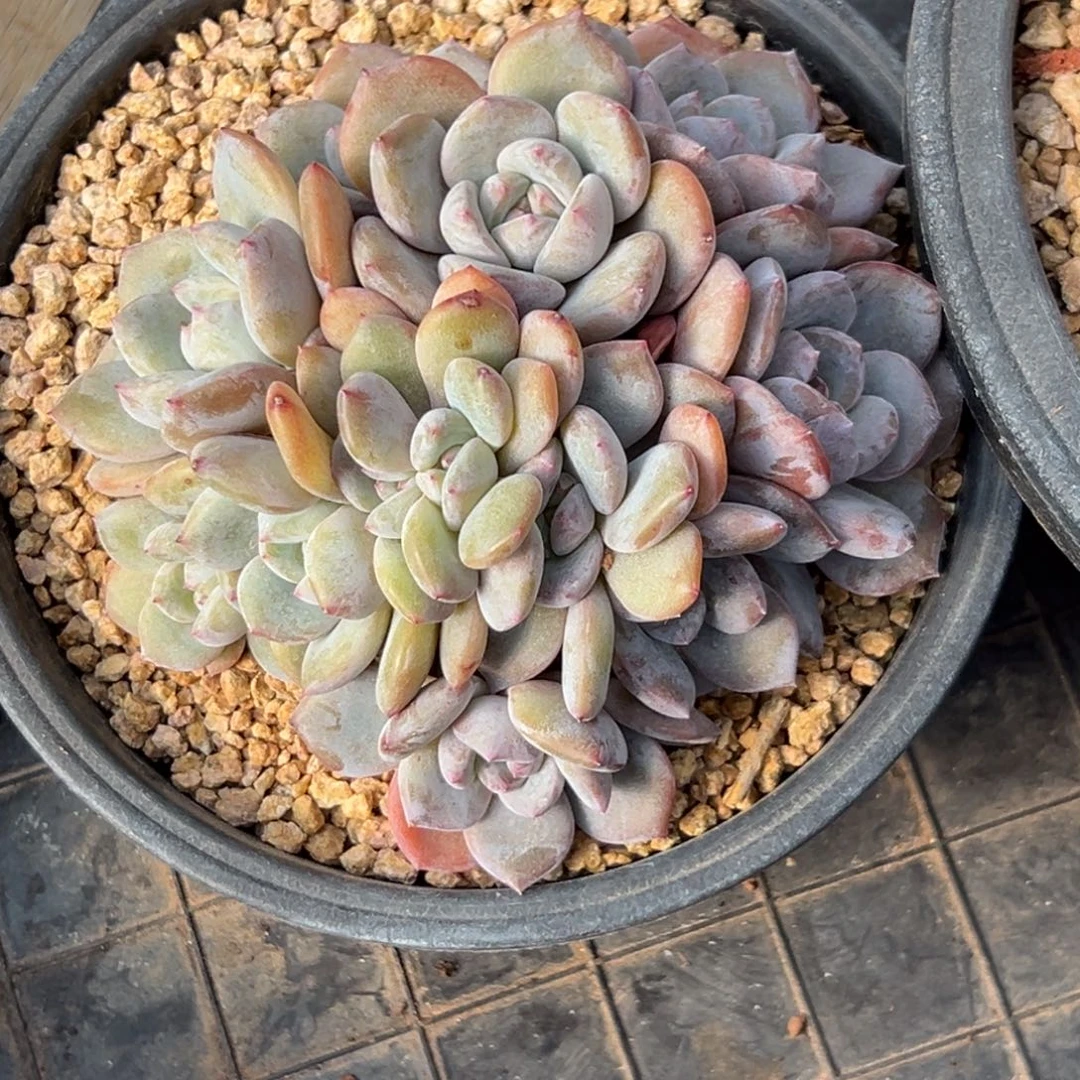 新年快乐 新年快乐