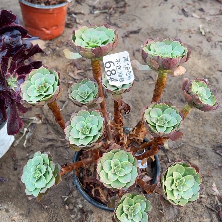 684沙拉碗绣球1号棚