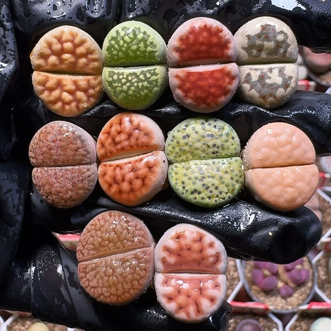 王***️生石花11111。    187