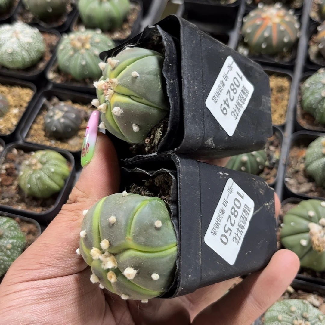 脉***女108249-108250