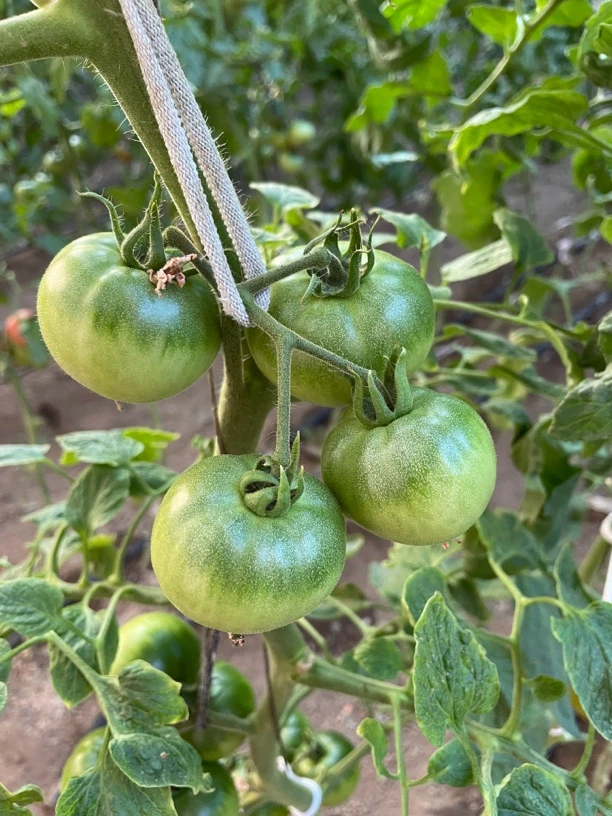 铁皮柿子（瑕疵果）