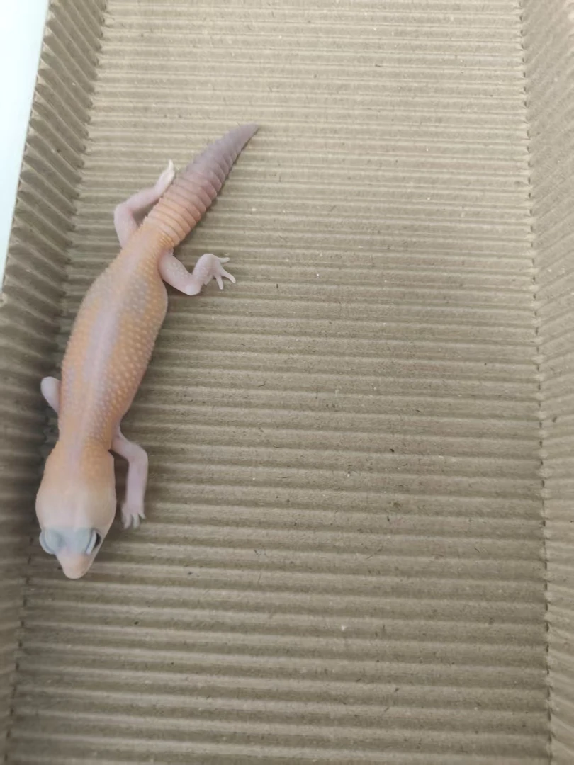 橘祖 公 肥尾守宫