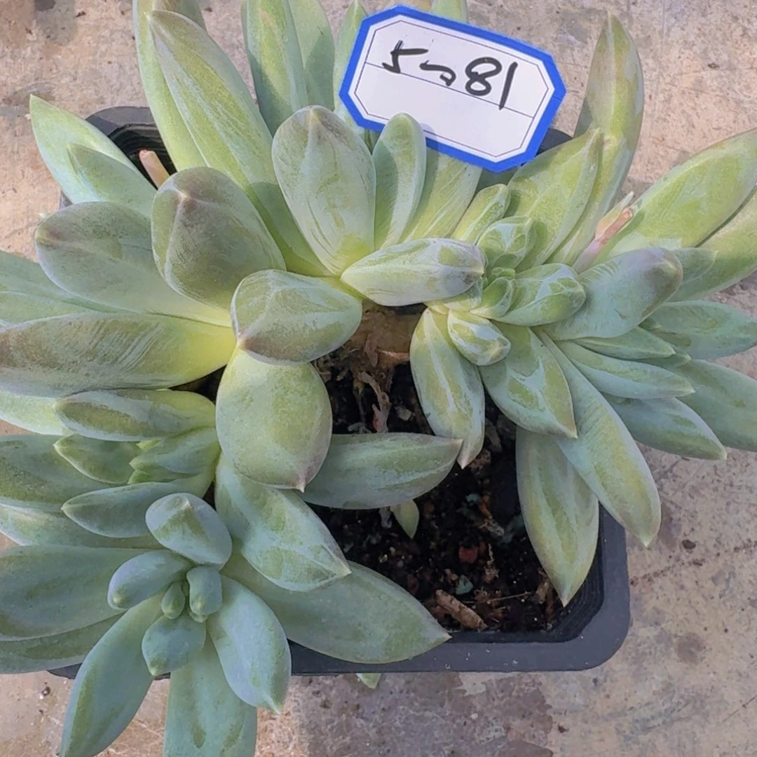 5-81重楼凡艺多肉