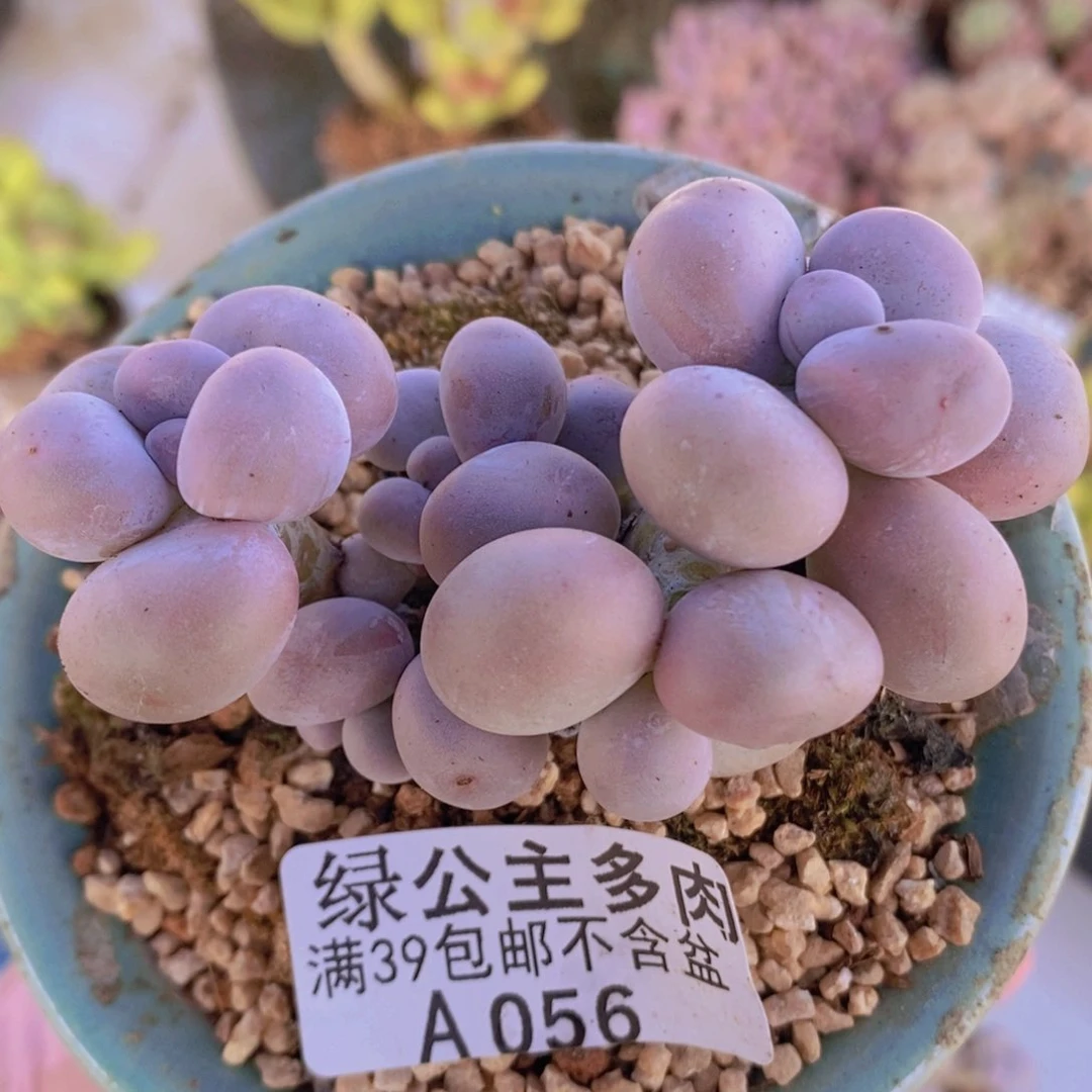 芭比奶洛7cm056多肉酱