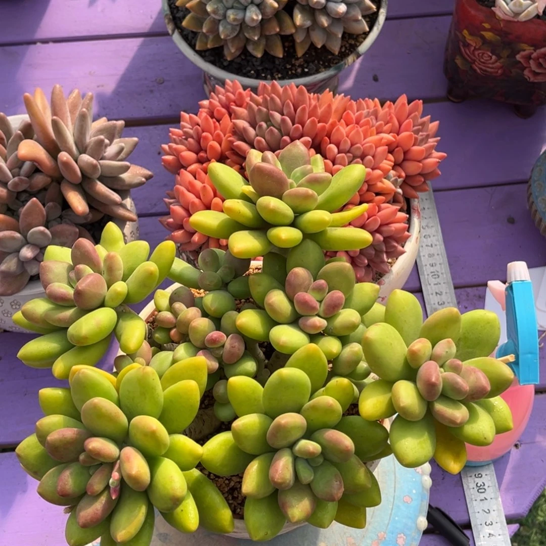 芒果奶老桩一物一拍