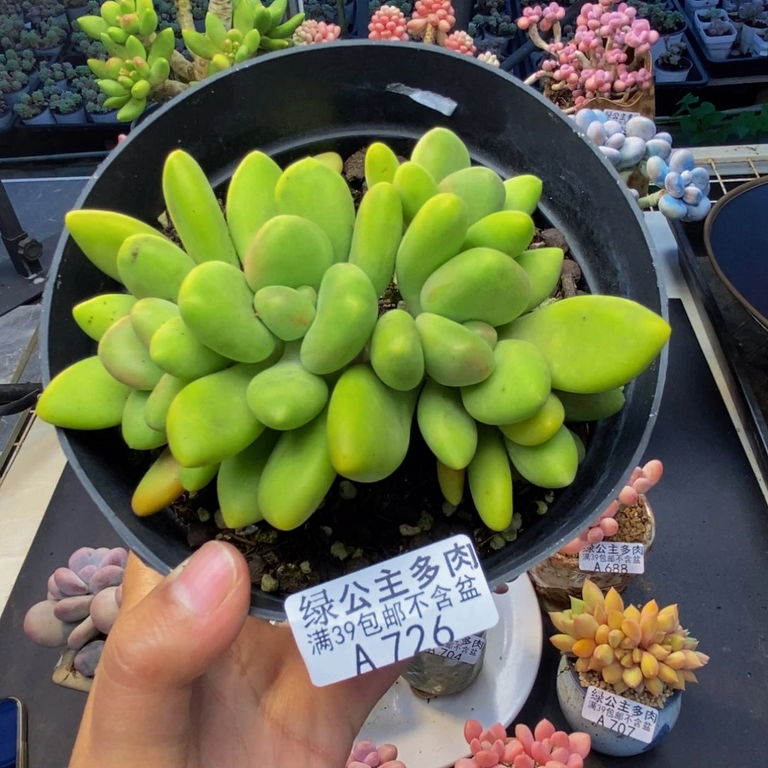 726芒果奶多肉11c m