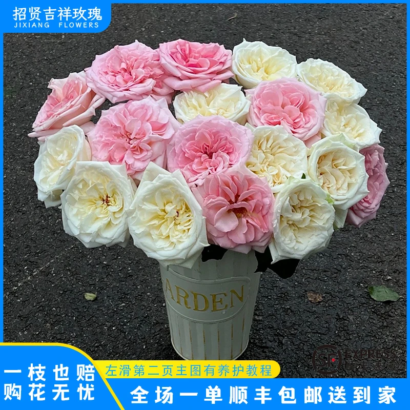 【荔枝A/B】粉色系 山东基地直发 现采现摘  顺丰包邮 直播专享