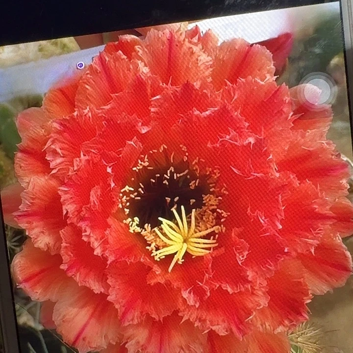 清一侧芽5公分左右毛花柱（20包邮）