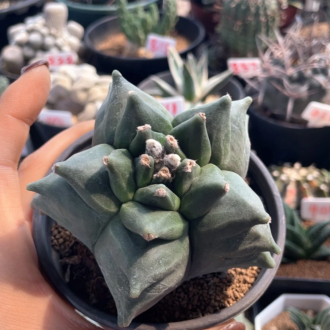 实生角尤鸾凤玉仙人球多