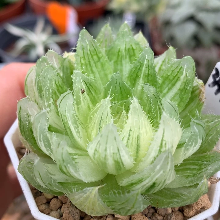 樱水晶玉露锦，带盆一起