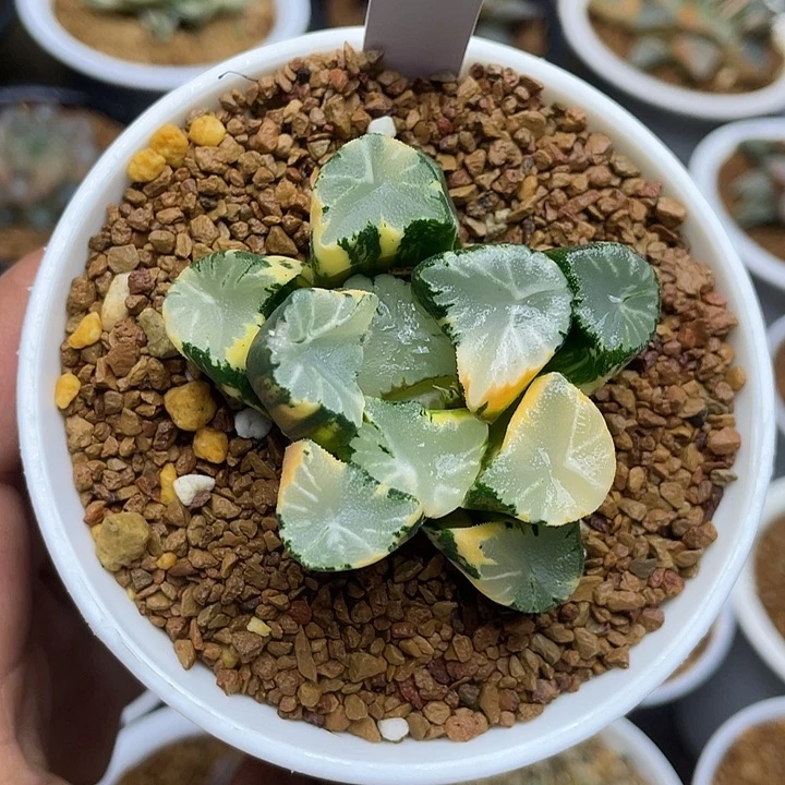 ba霸王万象锦十二卷多肉