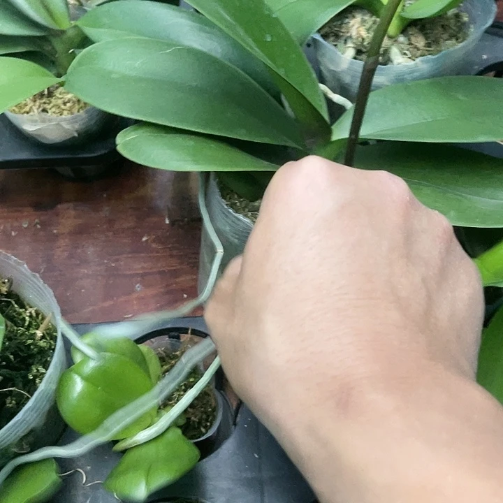 当前无花栽培后可以开花彩虹独角兽