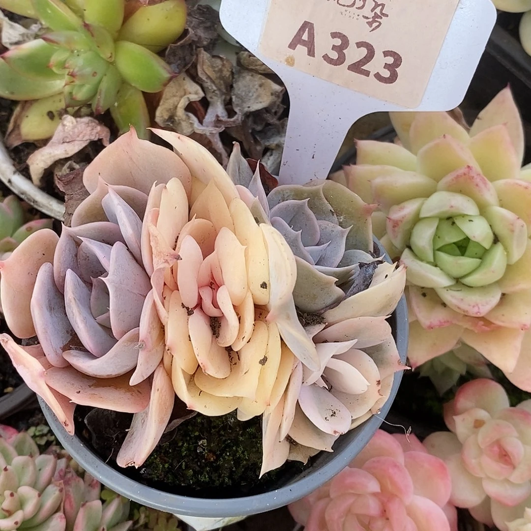 323哈哈哈哈哈哈哈哈哈