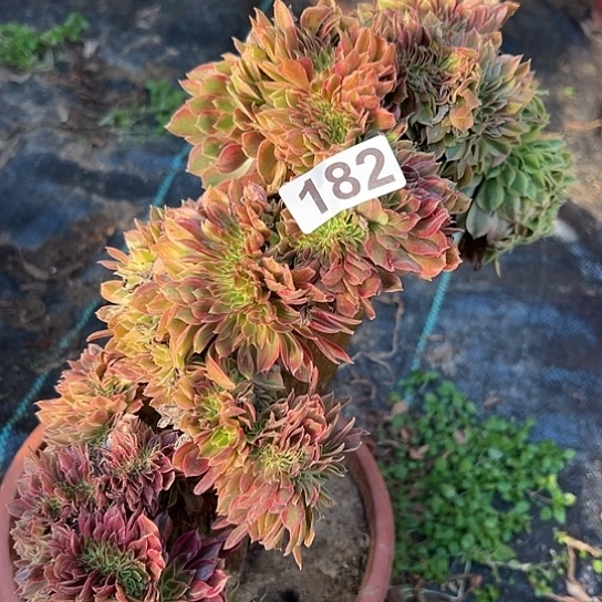 木***易多肉植物一个斑斓182