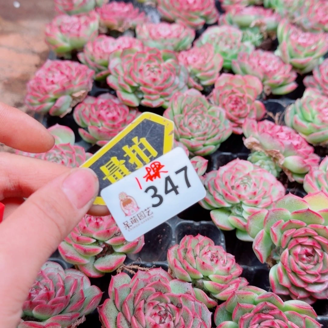 多肉植物多肉植物