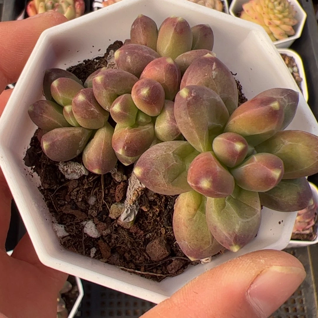 薄***?494 多肉植物组合