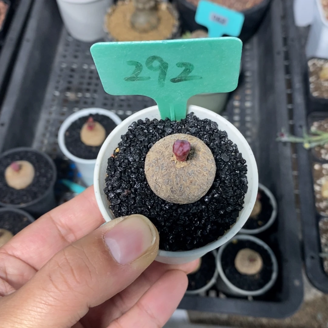 玫瑰大戟多肉植物