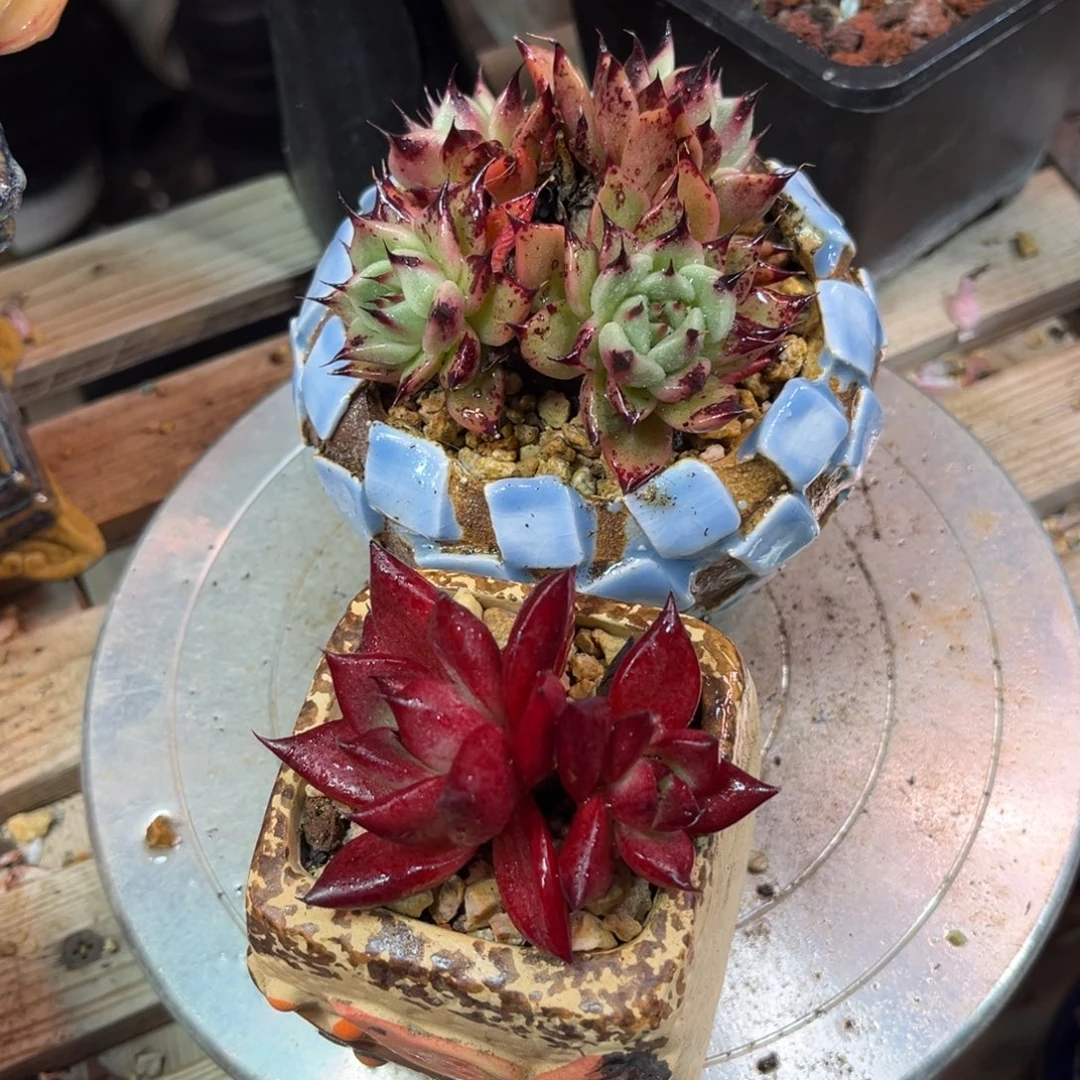 两颗多肉植物duinvtahenvjin