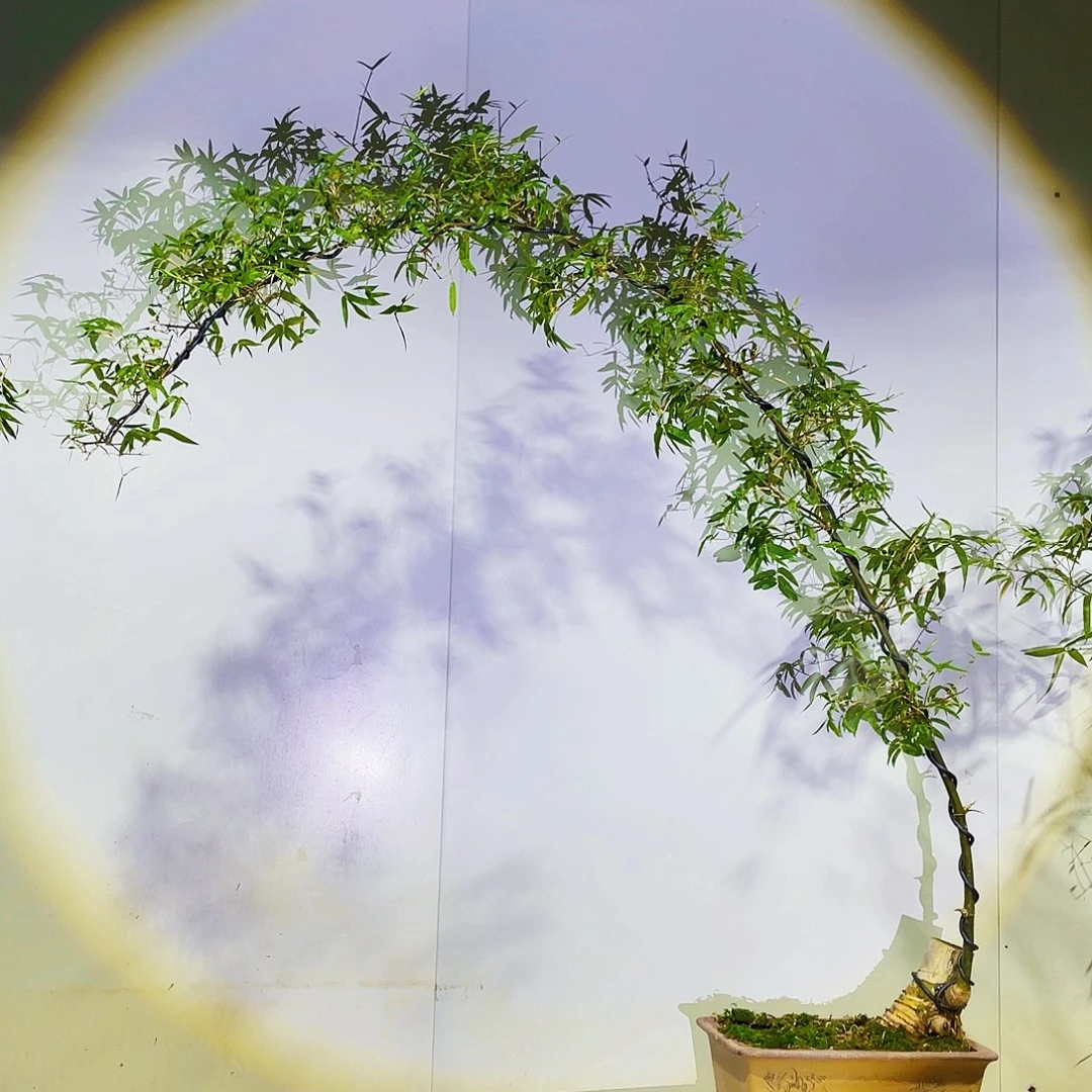 无花朵小叶簕竹熟桩陶瓷盆一物一拍