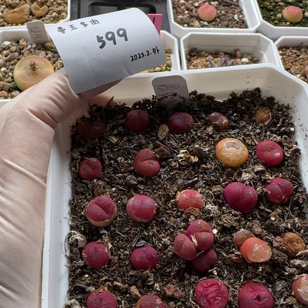 惠*多肉多肉多肉599