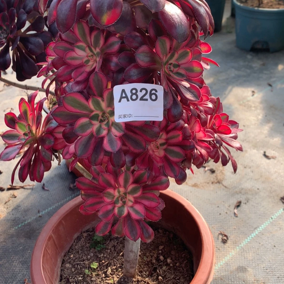 【闪购商品】826香奈儿