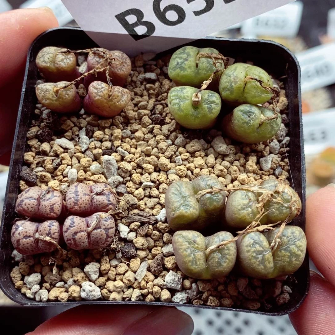 我的小姐姐们都是我659