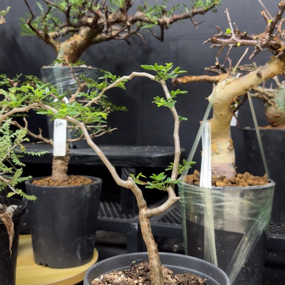 滔天橄榄一物一拍