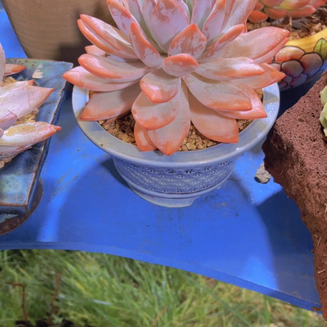 向****多肉植物保护研究所所长