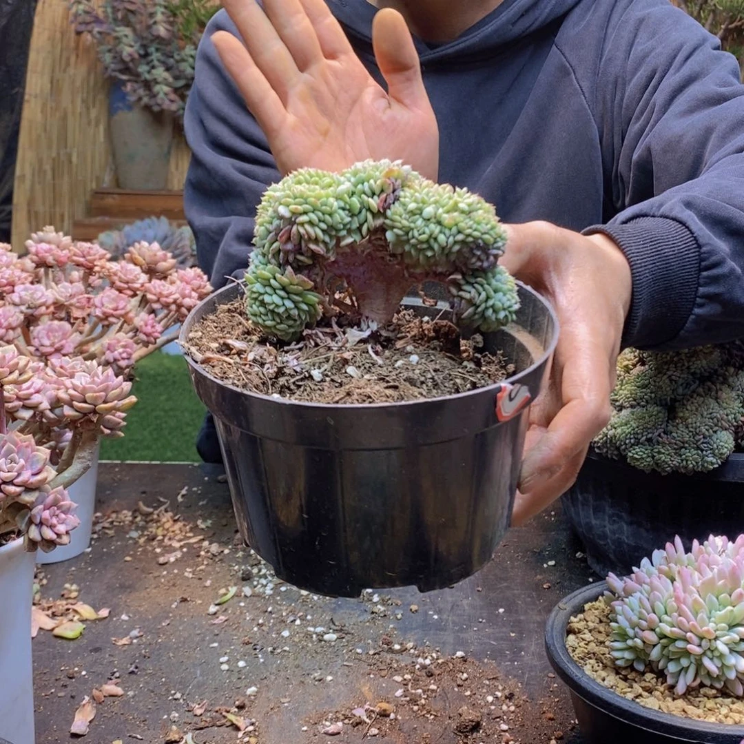 夕**雪17号淡雪缀多肉