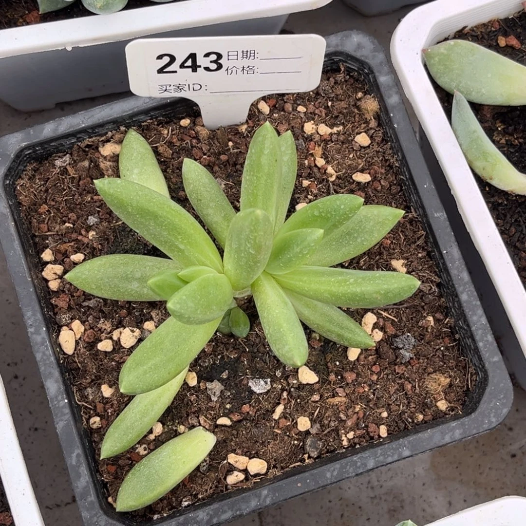 朵维齐多肉植物243