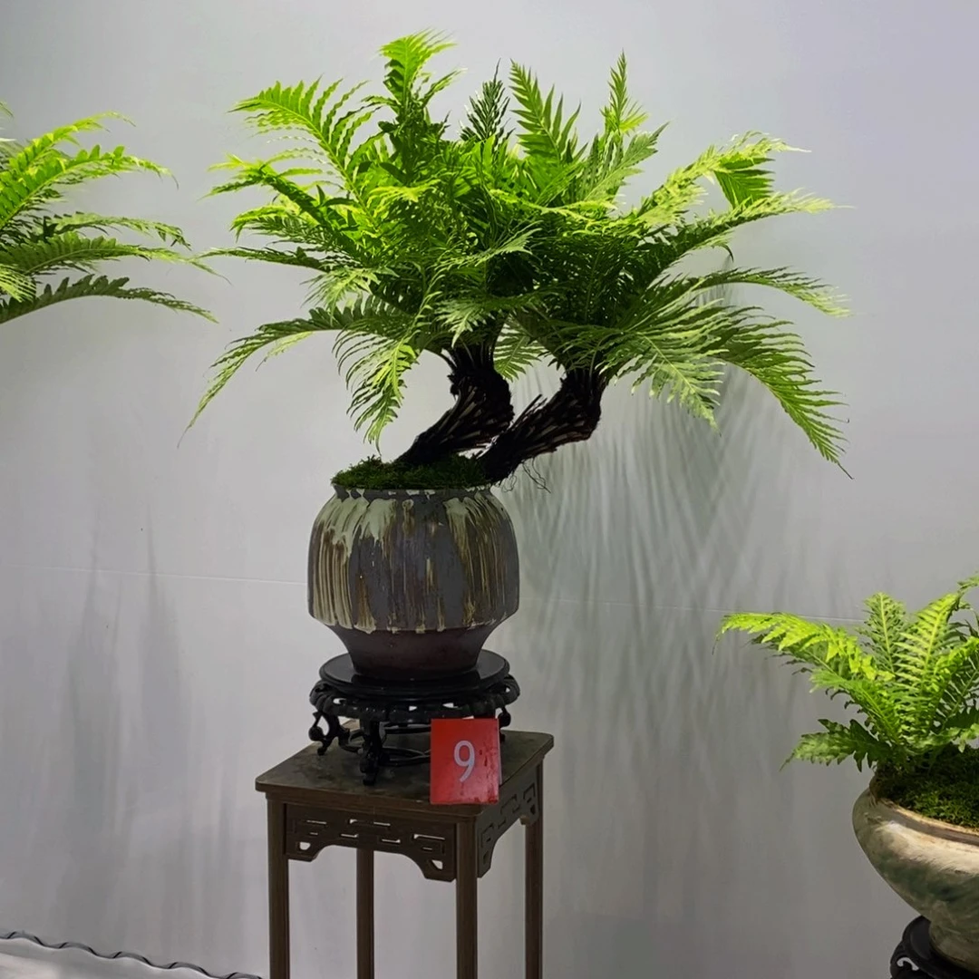 无花朵b****g双飘式复古风