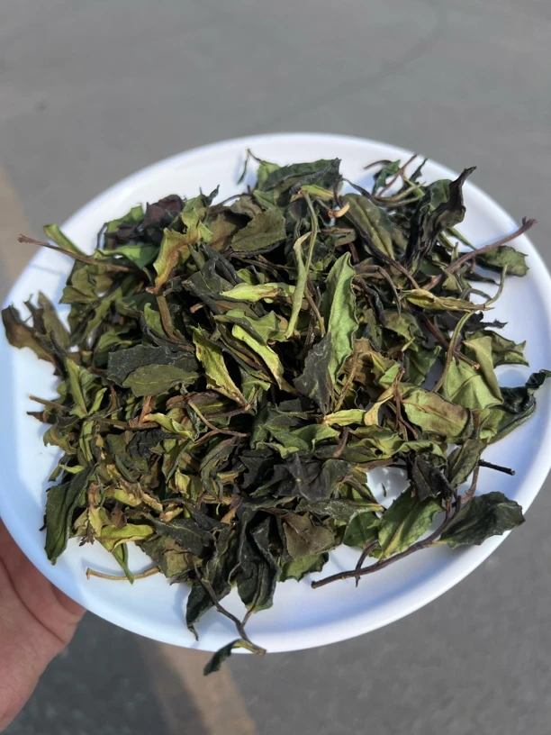 千年老妖白茶  云南2023头春-金榜95分