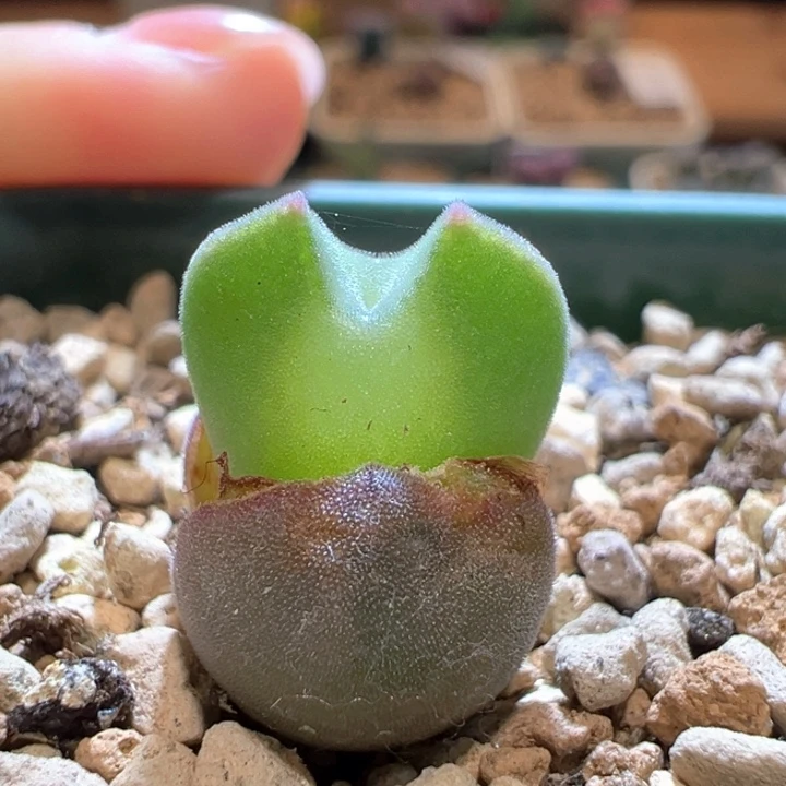 550。青蛙大眼睛。 专拍u姐姐。