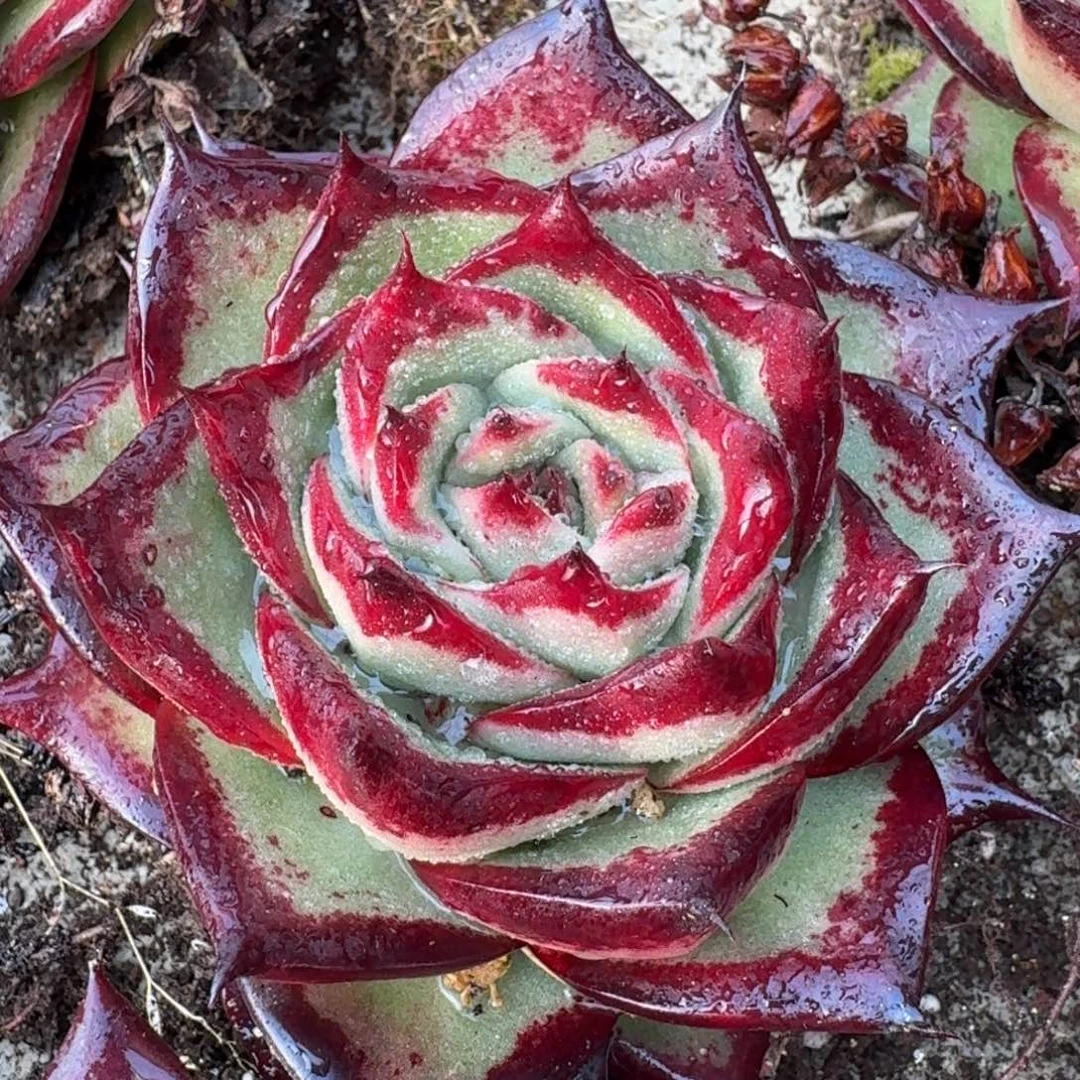 从前慢花园多肉编号-麦比乌斯