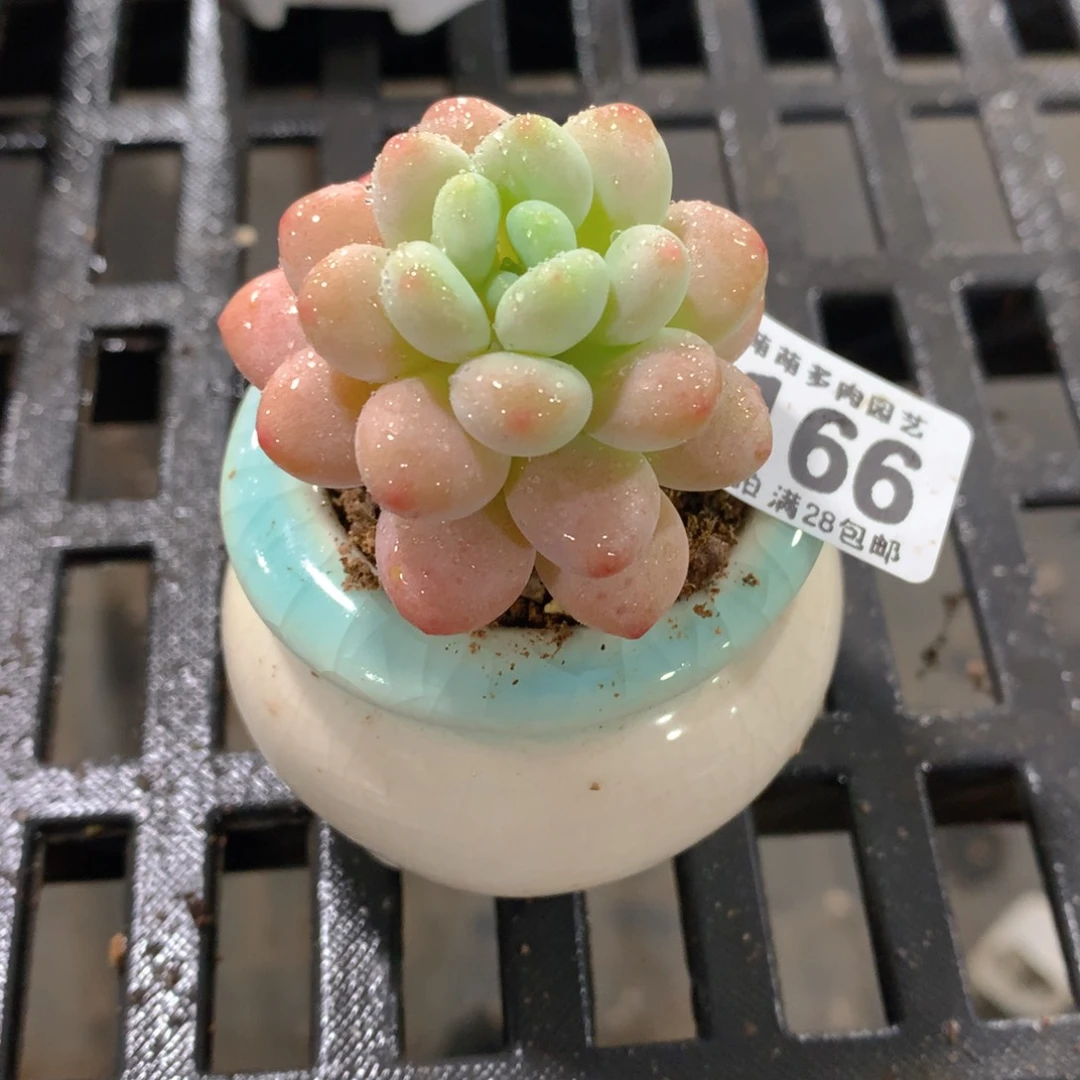 肉萌萌拇指盆精控多肉ZP166