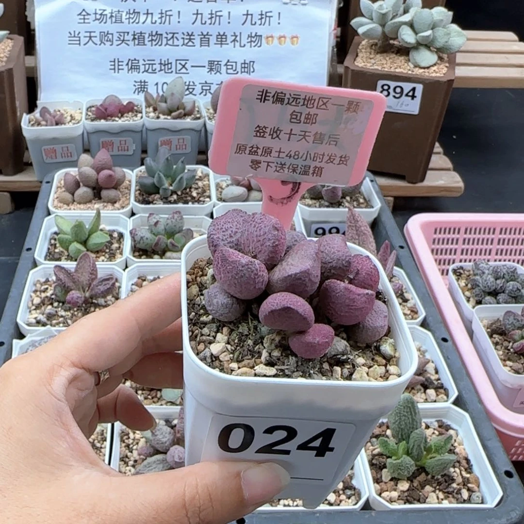 024夏娃多肉植物