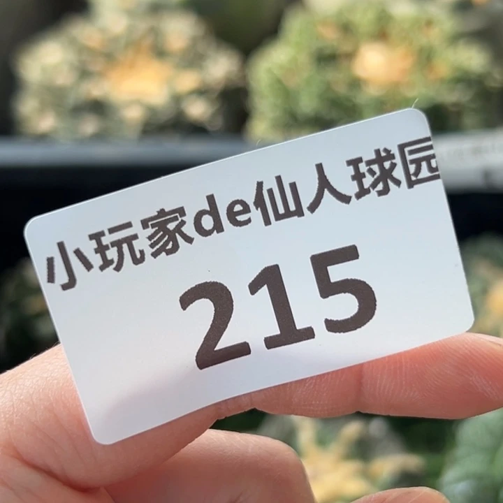 华****生215 两颗蛋怒仙人球 仙人球