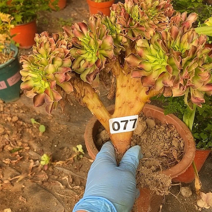 077韶华老庄缀化特价